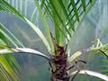 PURPLE YATAY PALM